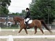 2009 AHANE Show Photo