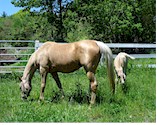 PALOMINO BROODMARE
