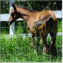 HALF-ARABIAN COLT