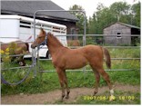 Purebred Colt
