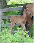 Cecylia's Colt
