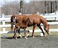 CA Chelsea and filly by LBA Lodestar+++