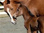 CA Chelsea and filly by LBA Lodestar+++