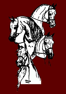 Arabian Horse Association of New England